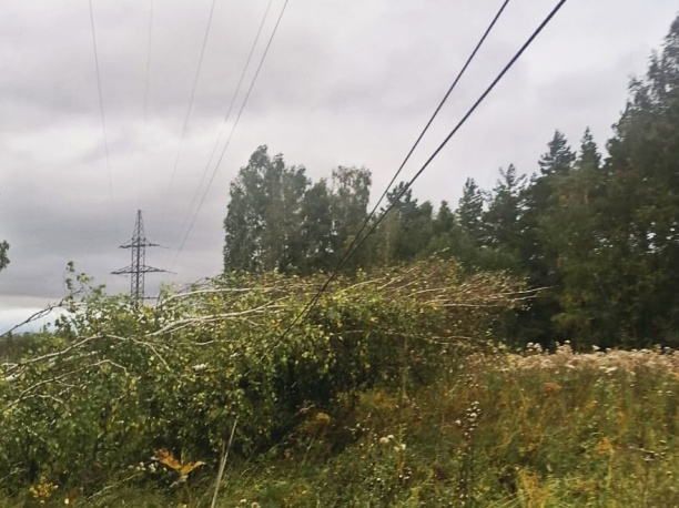 «Отрубили» свет: недобросовестные заготовители дров обесточили несколько населенных пунктов в Новосибирской области