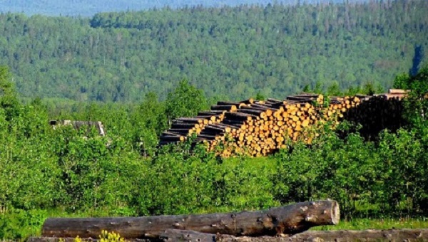 Переход на электронные квитанции сохраняет лес