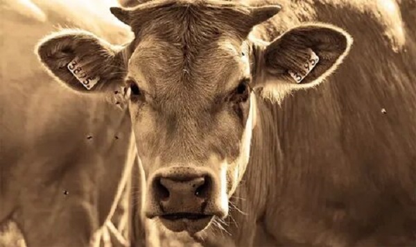 На электростанции в Казахстане принесли в жертву корову