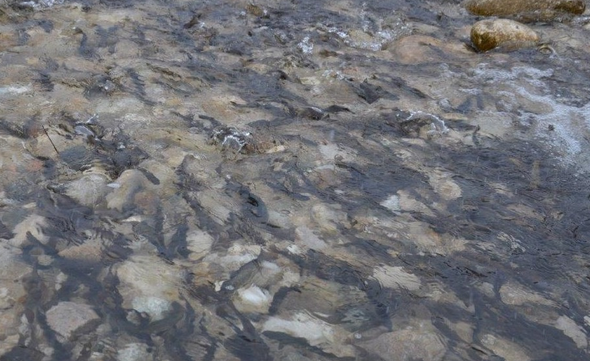 РусГидро выпустило в реки Кабардино-Балкарии около 200 тысяч мальков каспийского лосося