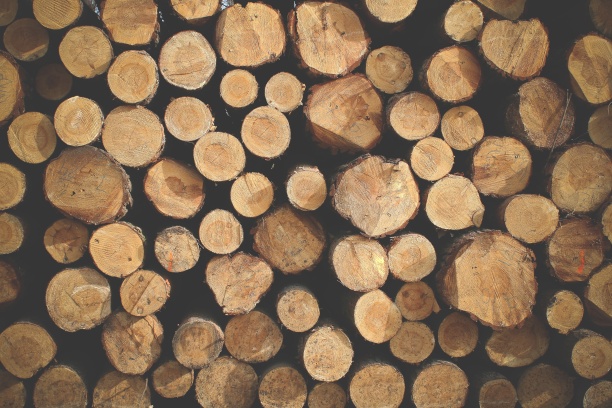 Александр Новак оценил перспективы использования дров и угля в мире через 50 лет