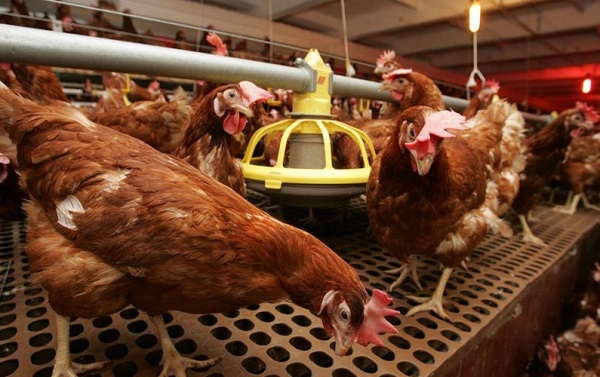Птицефабрика «Роскар» начала вырабатывать энергию на курином помете