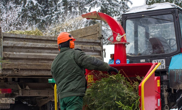 Новогодние елки станут топливом для мурманского Экотехнопарка