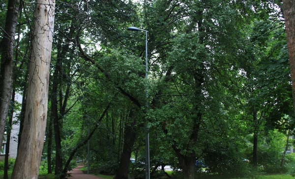 В Петербурге проспект Луначарского и сквер на улице Орбели получат новое наружное освещение